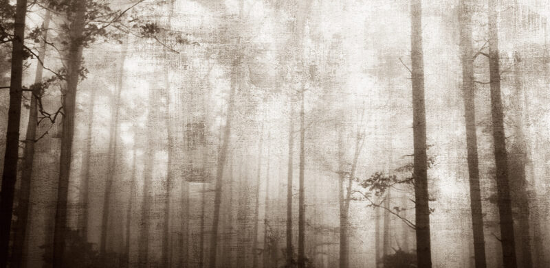 ACCENT - immagine 2