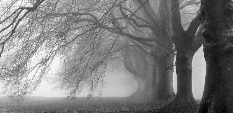 ALICE - immagine 2