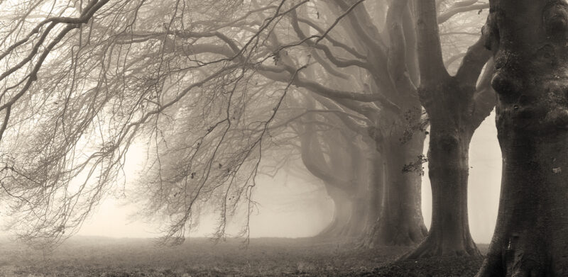 ALICE - immagine 3