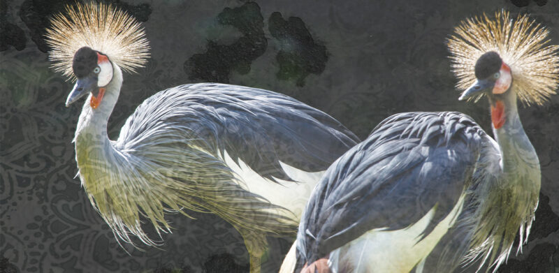 BIRDS - immagine 2