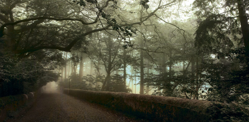 FORREST - Image 2
