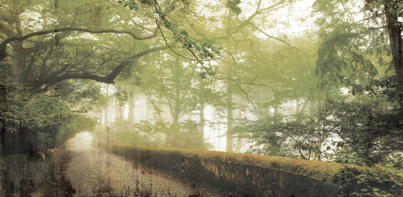 FORREST - Image 3