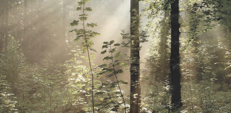 GREEN 2 - immagine 2