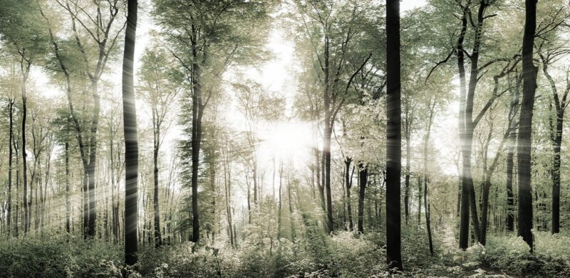 GREEN 4 - Image 2