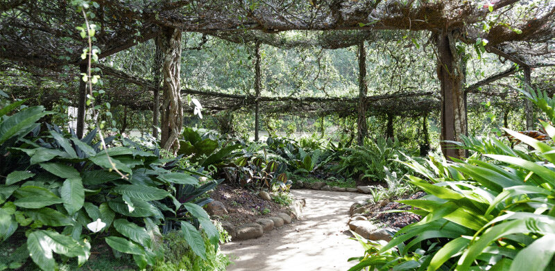 GREENHOUSE - immagine 2