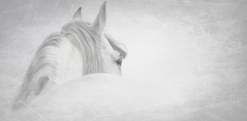 HORSY - immagine 2