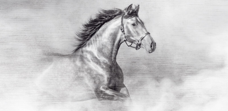 HORSY - immagine 3
