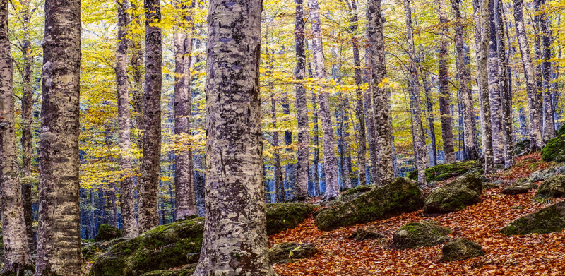 IL BOSCO - Image 2