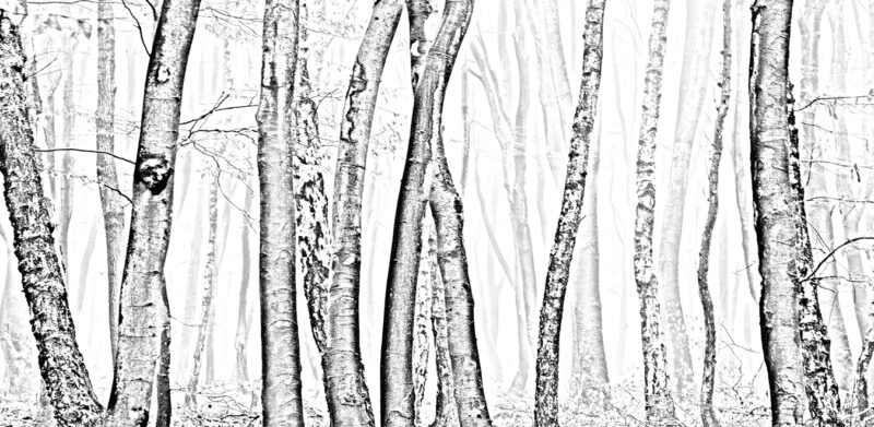 LOGS - immagine 2
