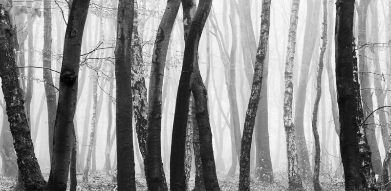 LOGS - immagine 3