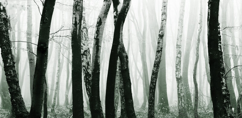 LOGS - immagine 4