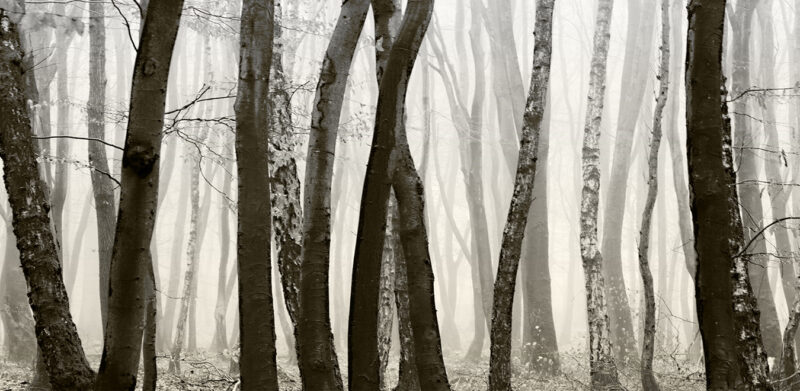 LOGS - immagine 5