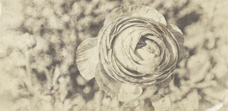 LUX - Image 2