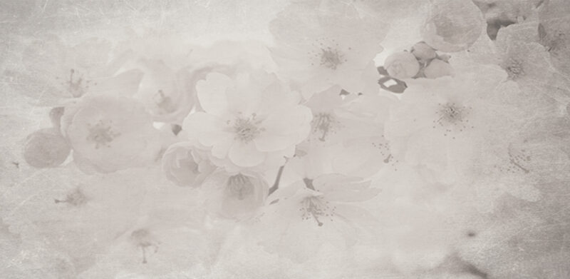 ORCHID - immagine 2
