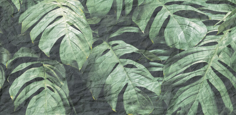 PLANT - immagine 2