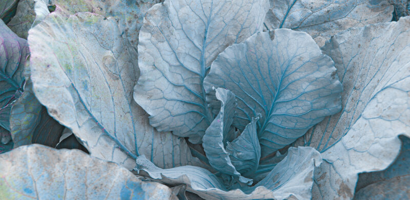 TEAL - Image 2