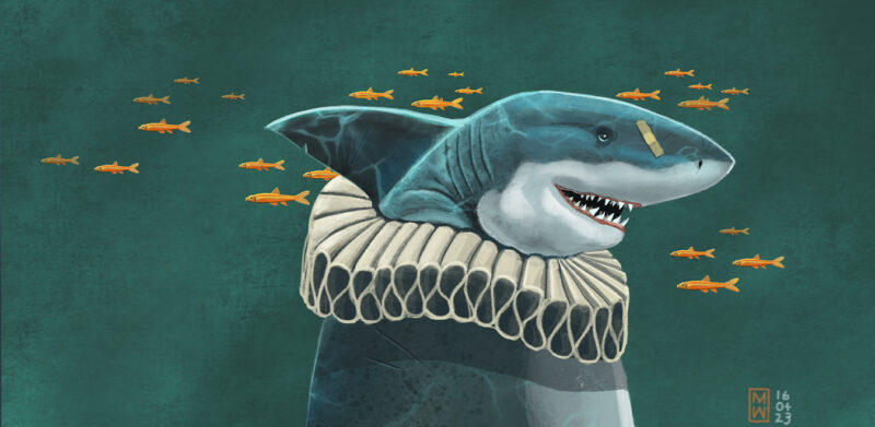 THE SHARK - immagine 2