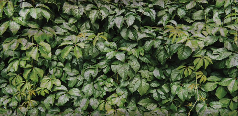 VERTICAL - immagine 2