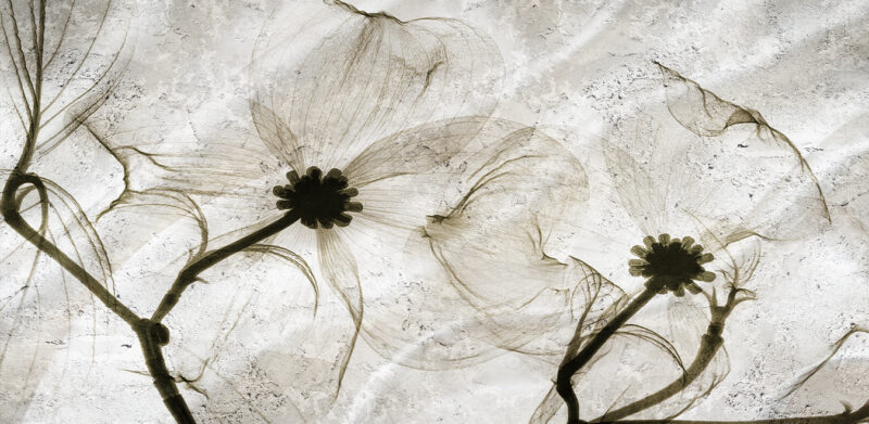 VOILE - immagine 2