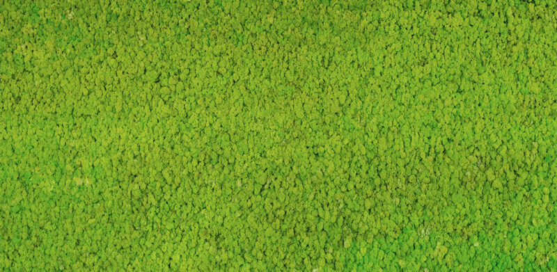 MOSS - immagine 2